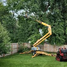 How Our Tree Care Process Works  in  Bellview, FL