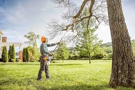 Trusted Bellview, FL Tree Care Experts